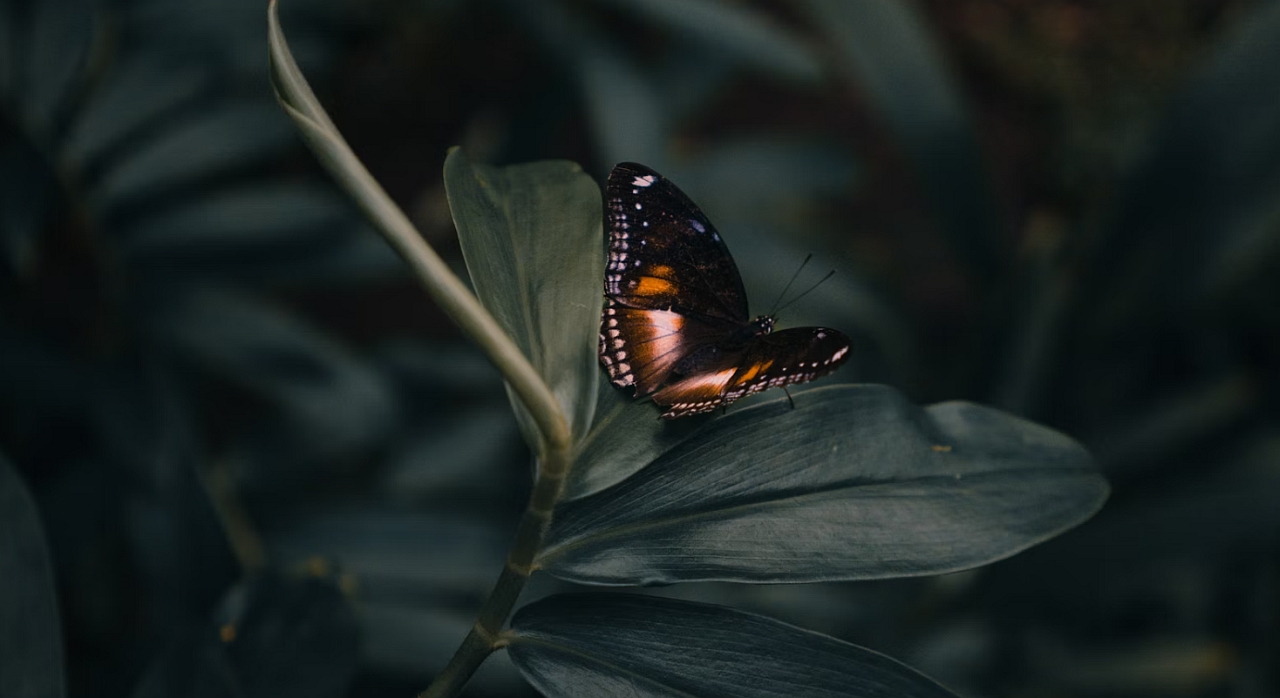 Rli waarschuwt voor biodiversiteitscrisis